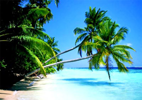 Playa muchaspalmeras Playa muchaspalmeras